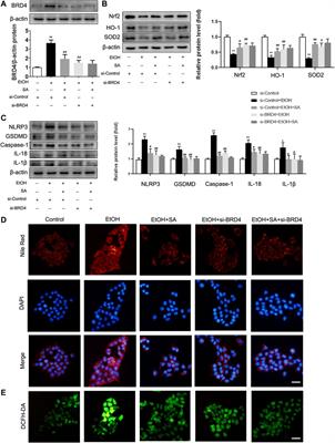 Sinapic Acid Reduces Oxidative Stress and Pyroptosis via Inhibition of BRD4 in Alcoholic Liver Disease